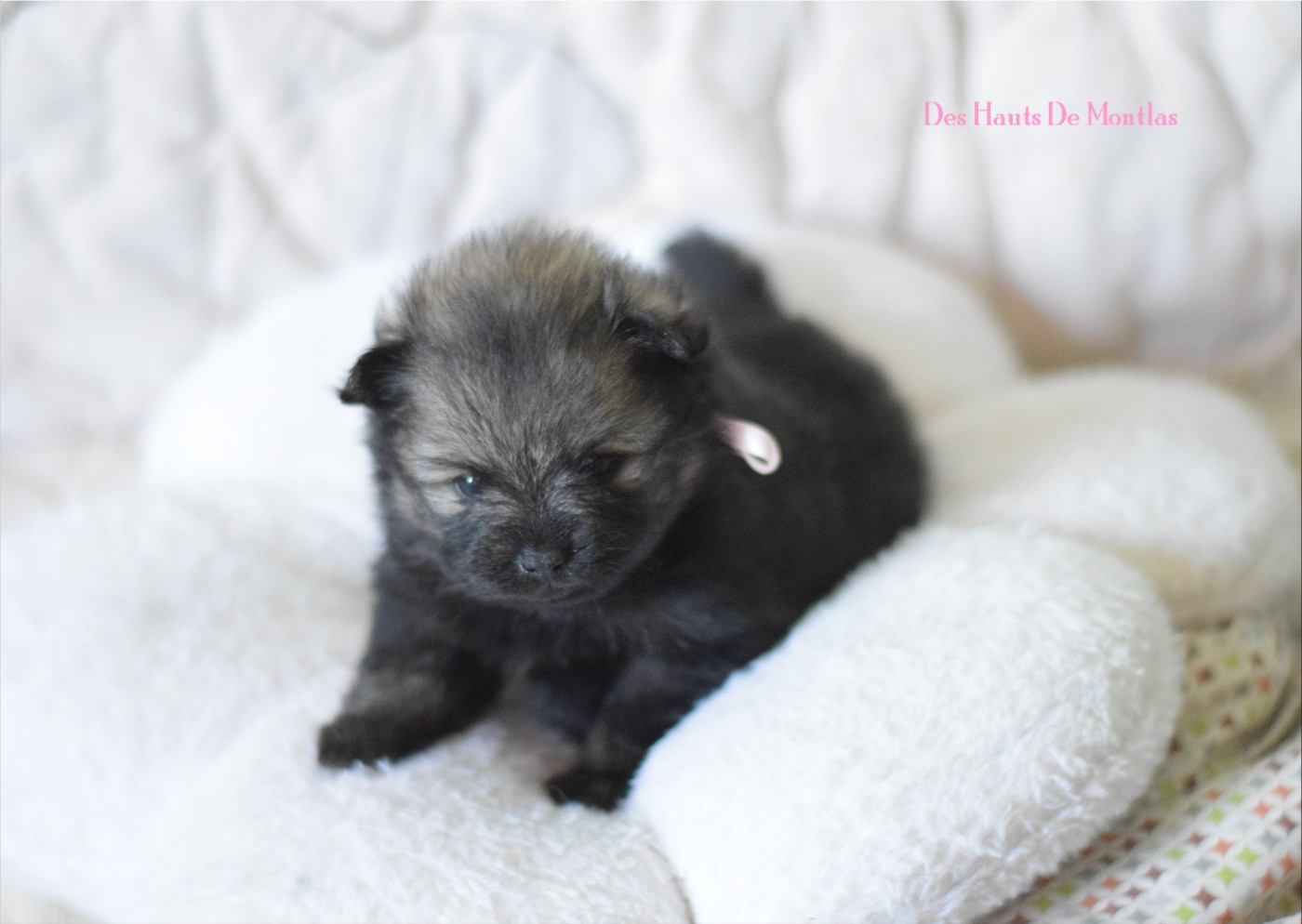 Des Hauts De Montlas - Chiots disponibles - Spitz allemand