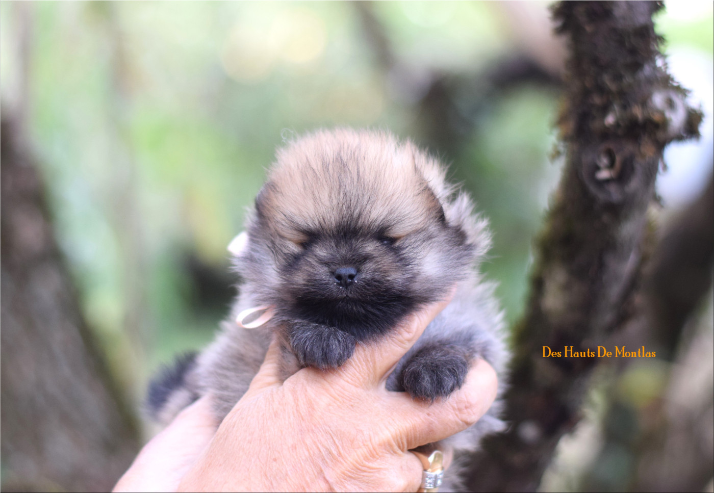 Des Hauts De Montlas - Chiots disponibles - Spitz allemand