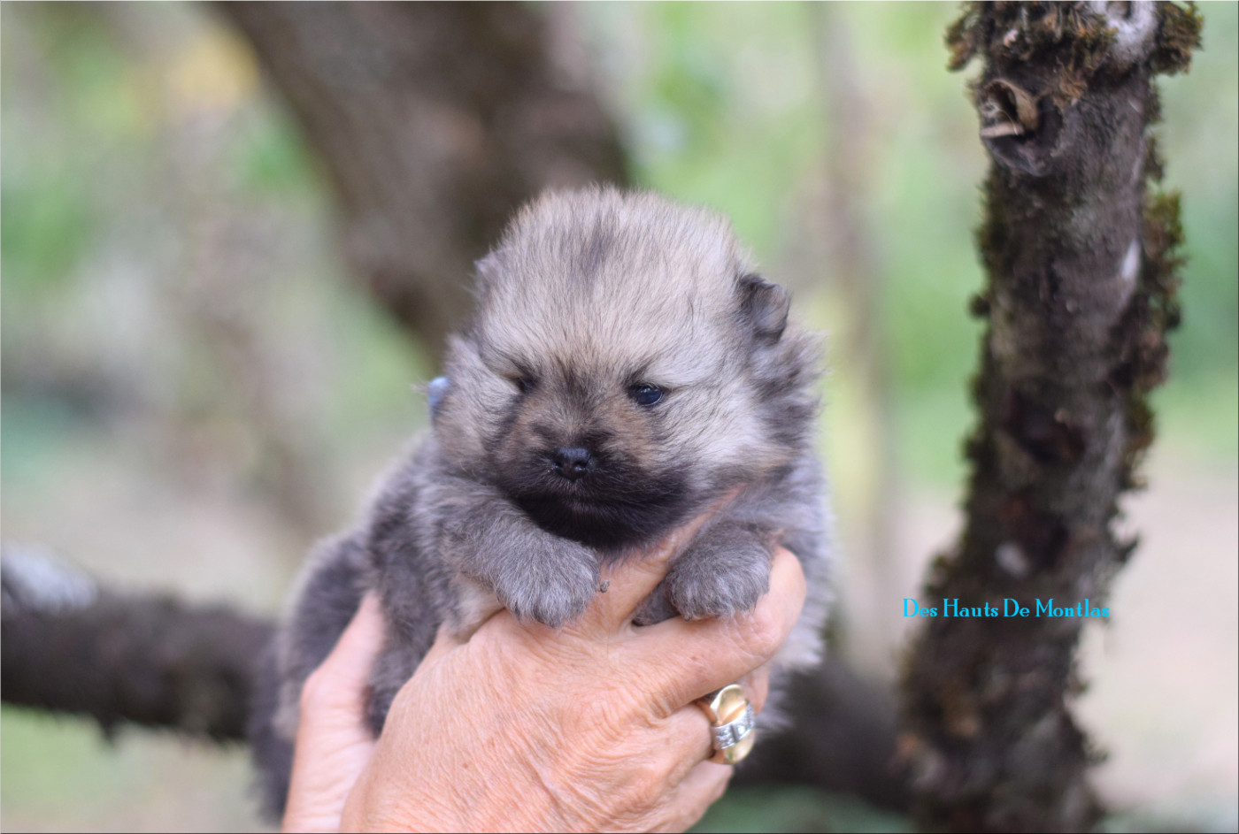 Des Hauts De Montlas - Chiots disponibles - Spitz allemand