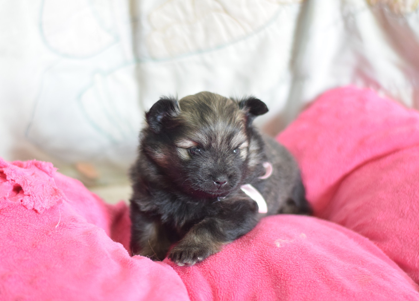 Des Hauts De Montlas - Chiots disponibles - Spitz allemand