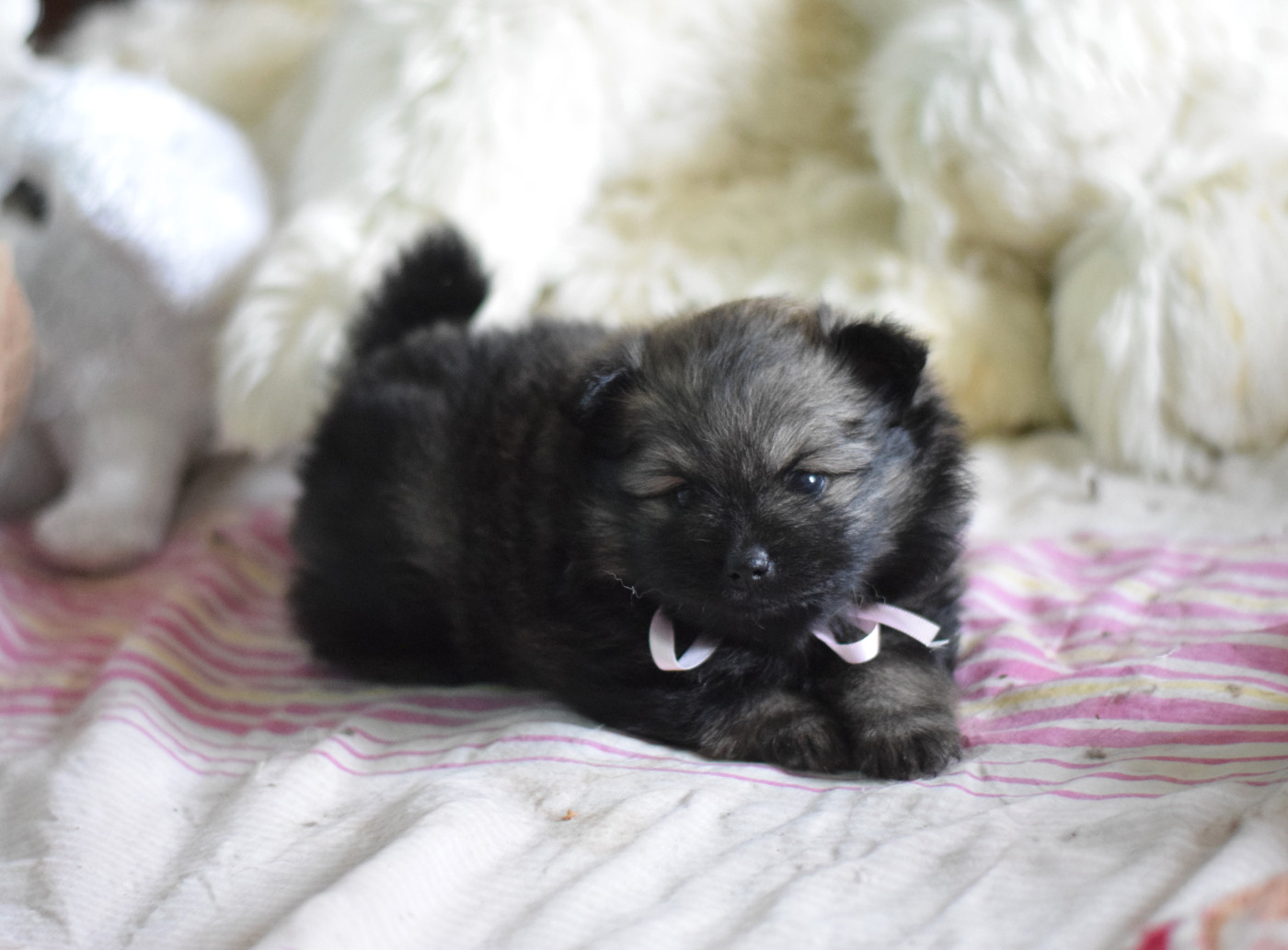 Des Hauts De Montlas - Chiots disponibles - Spitz allemand