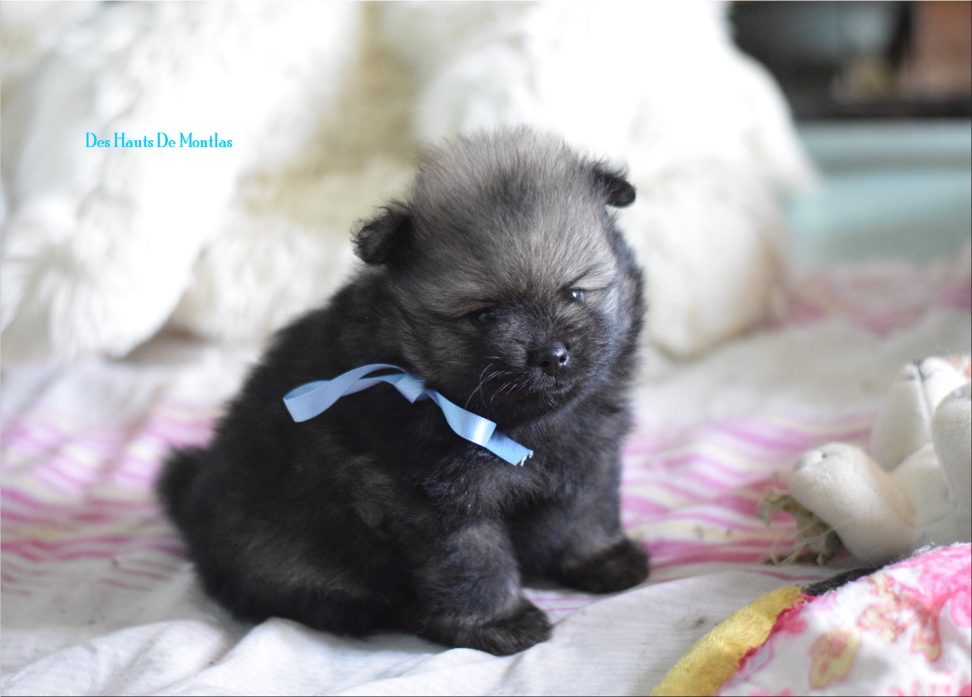 Des Hauts De Montlas - Chiots disponibles - Spitz allemand