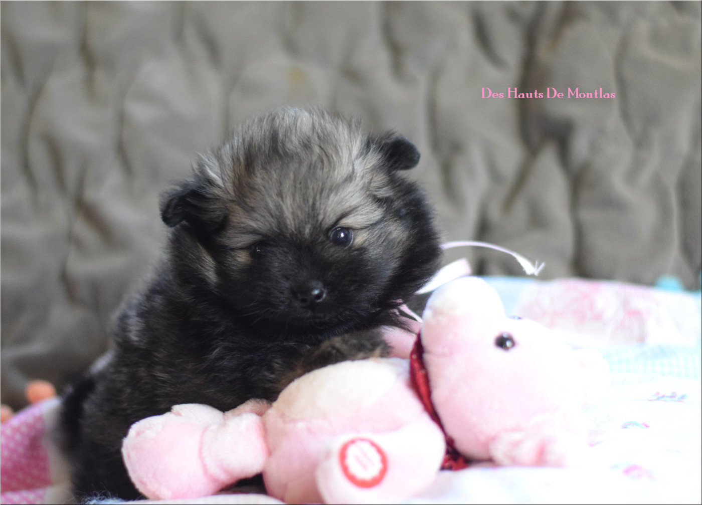 Des Hauts De Montlas - Chiots disponibles - Spitz allemand