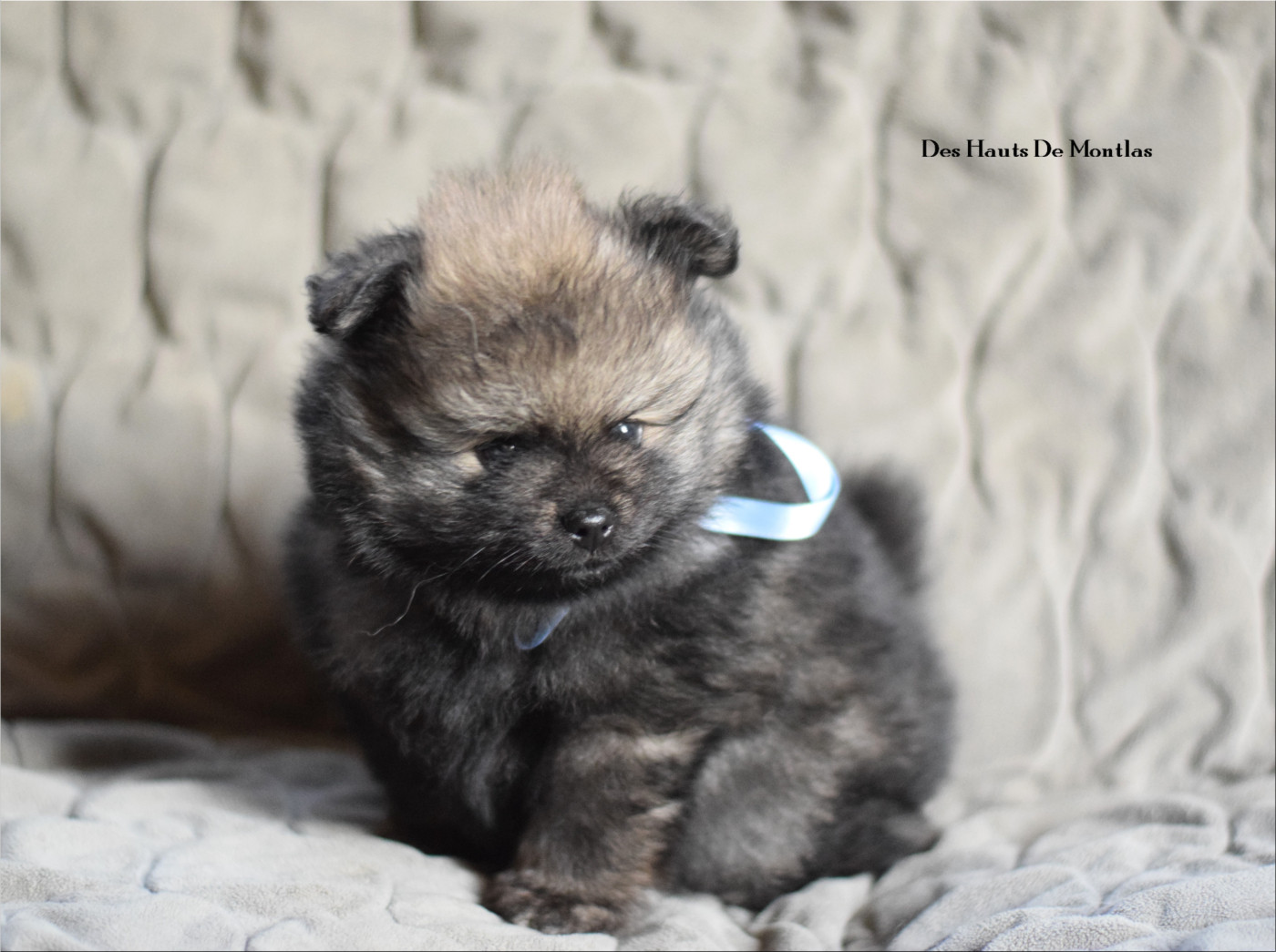 Des Hauts De Montlas - Chiots disponibles - Spitz allemand