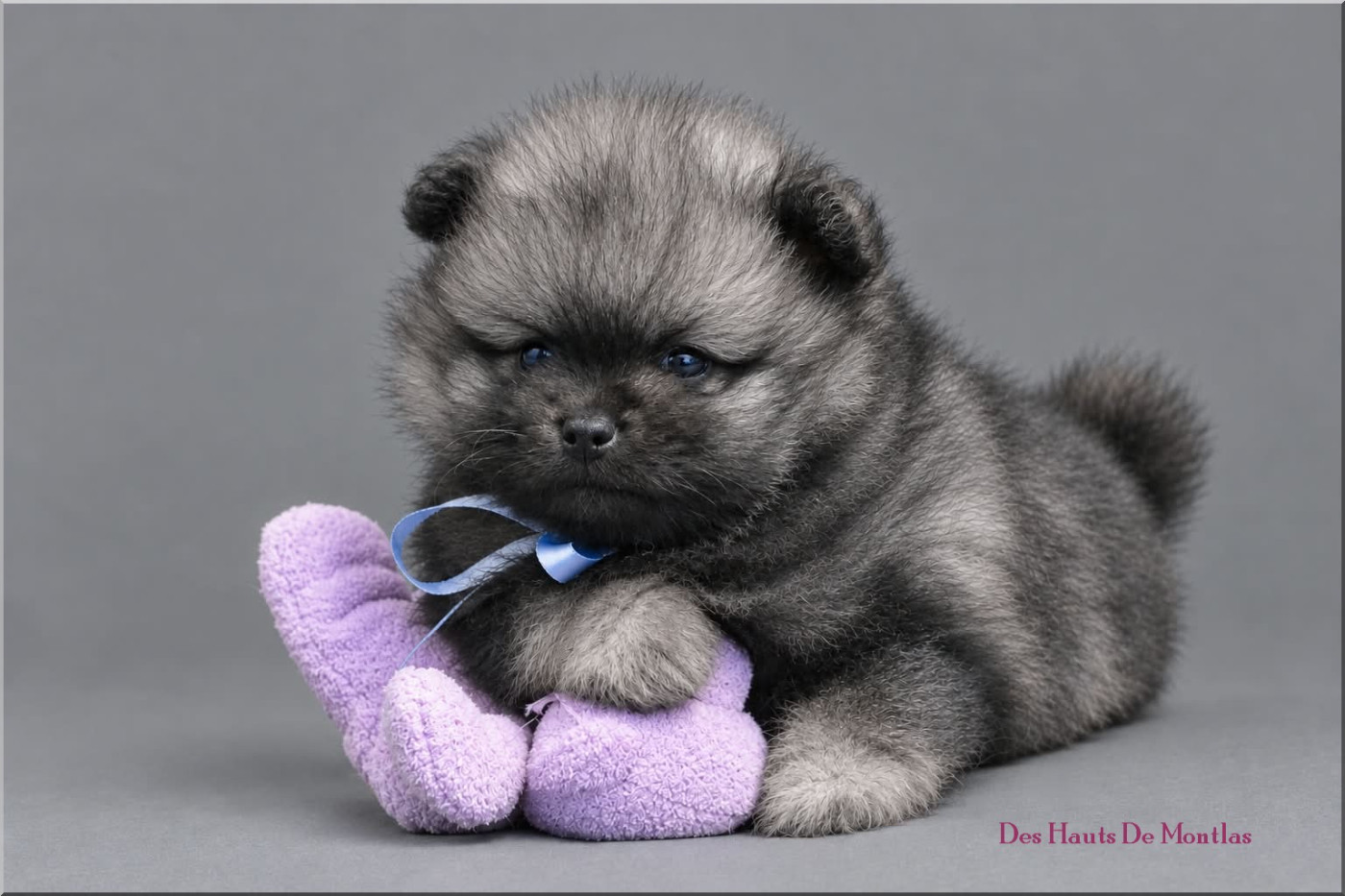 Des Hauts De Montlas - Chiots disponibles - Spitz allemand