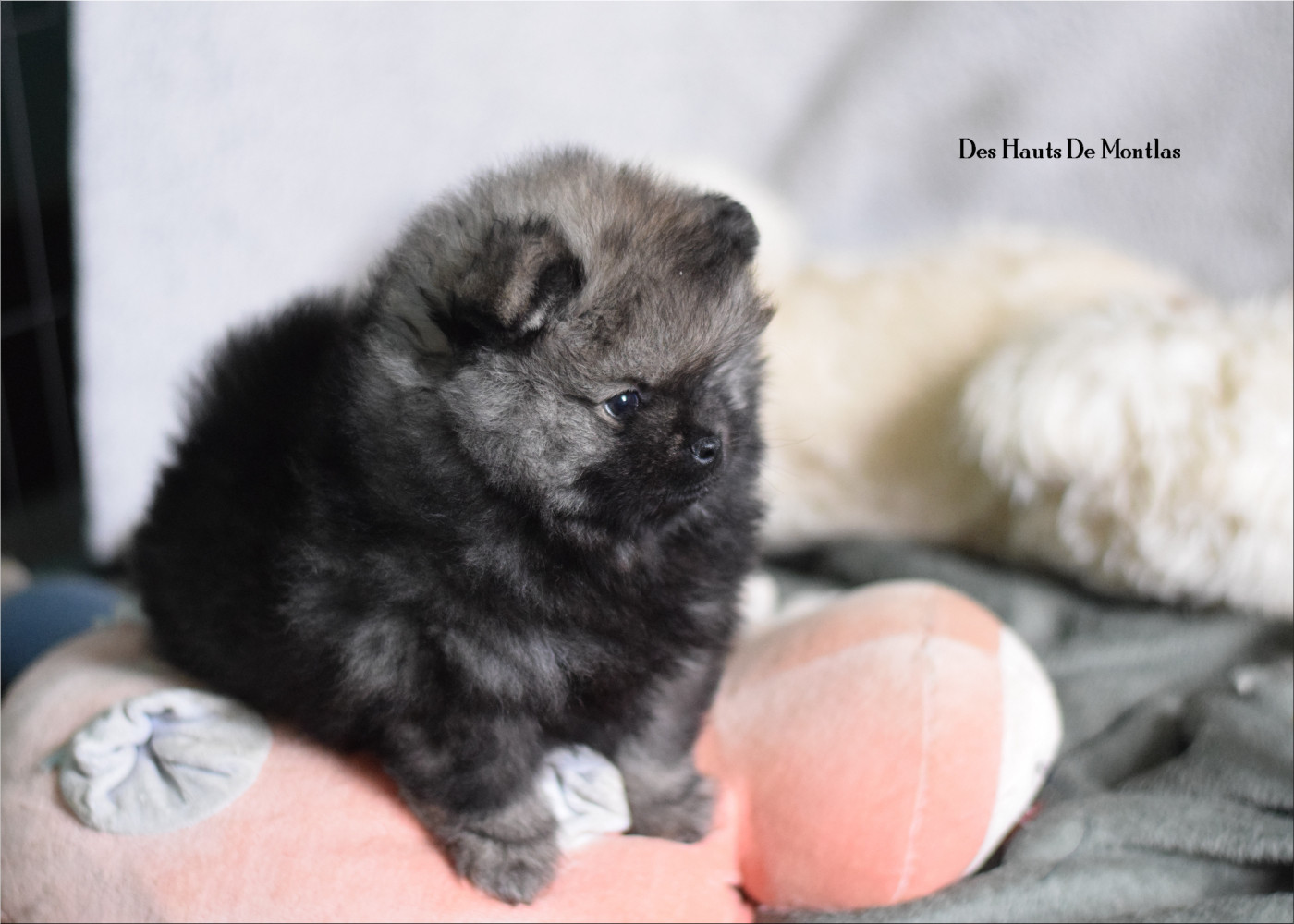 Des Hauts De Montlas - Chiots disponibles - Spitz allemand