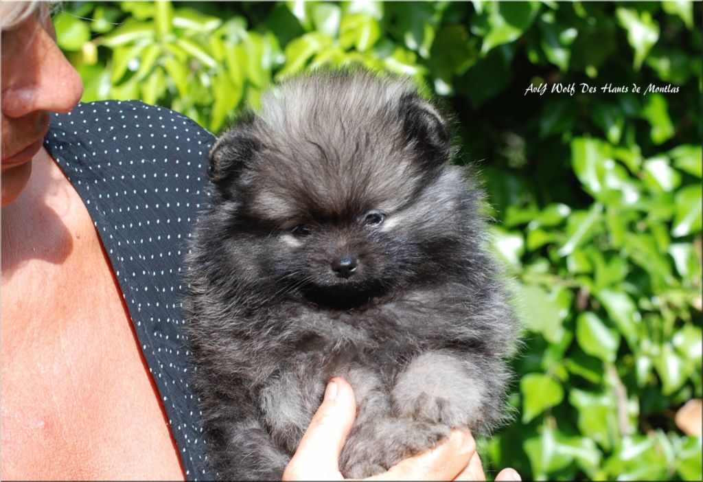 Des Hauts De Montlas - Chiots disponibles - Spitz allemand