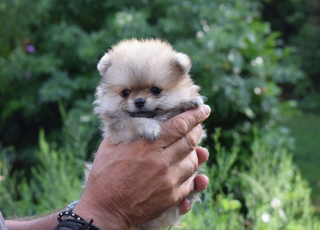 Des Hauts De Montlas - Chiots disponibles - Spitz allemand