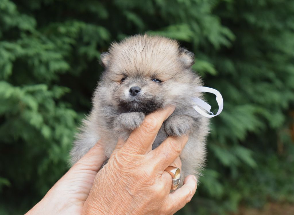 Des Hauts De Montlas - Chiots disponibles - Spitz allemand