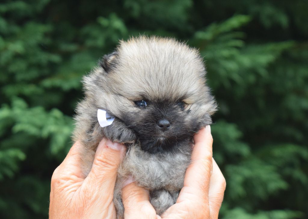 Des Hauts De Montlas - Chiots disponibles - Spitz allemand
