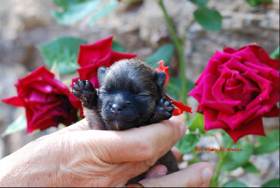CHIOT