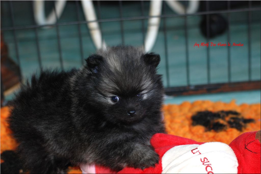 Des Hauts De Montlas - Chiots disponibles - Spitz allemand