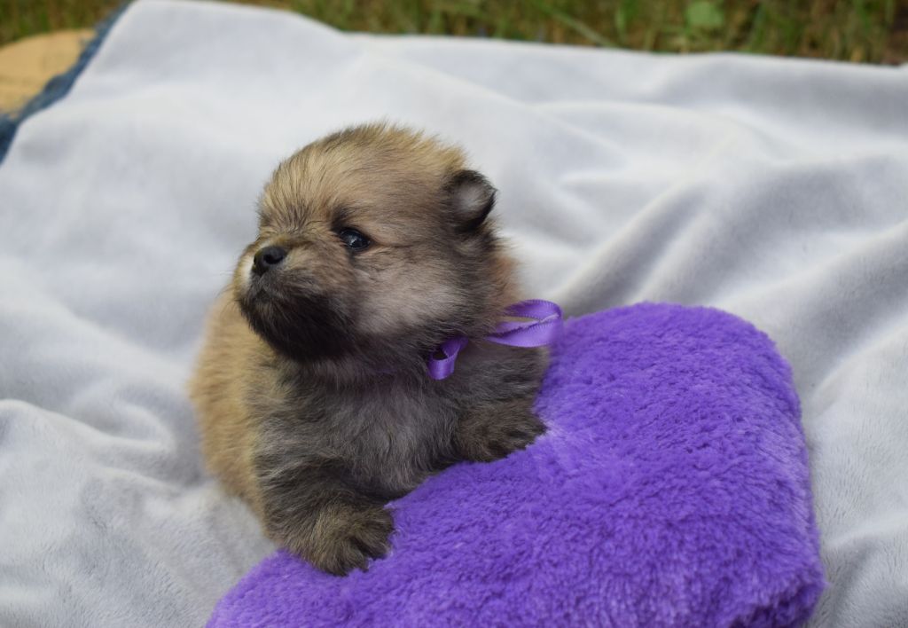 Des Hauts De Montlas - Chiots disponibles - Spitz allemand